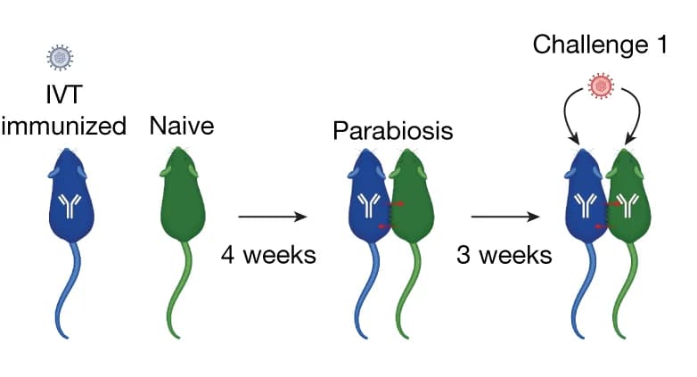 Open access visualization of Workflow, Illustration, Parabiosis, Mouse Model, Treatment Plans