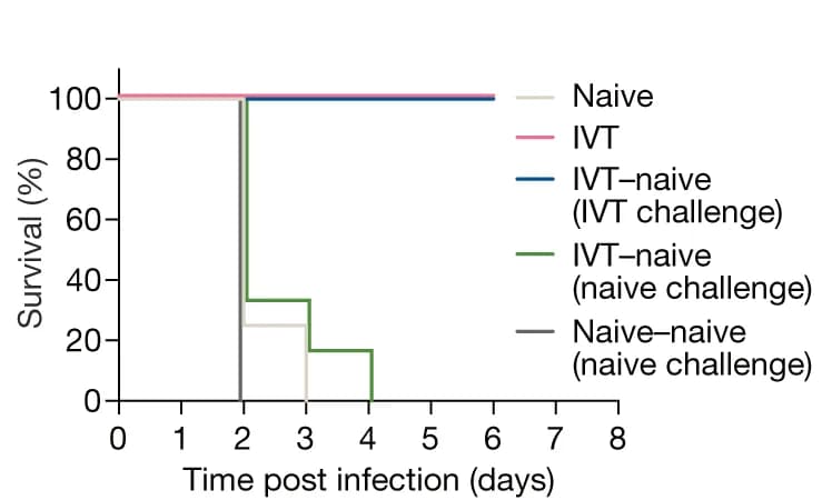 Open access visualization of Survival Curve, Line Step, Mice, IVT Injection, Heat-Inactivated HSV-2