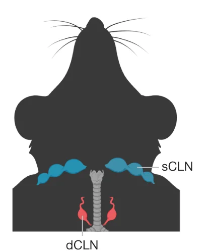Open access visualization of Illustration, sCLNs, dCLNs, Anatomical Locations