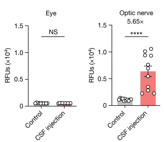 Open access visualization of Bar Plot, Error Bars, Scatter Plot, ICM Injection, Fluorescence Signal Intensity