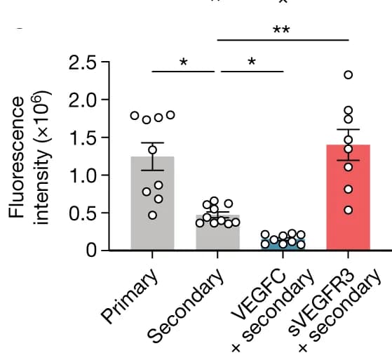 Open access visualization of Bar Plot, Error Bars, Scatter Plot, RFP Intensity, Primary