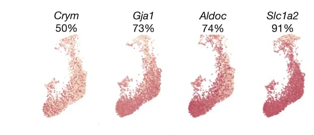 Open access visualization of Scatter Plot, UMAP, Crym, Astrocytes, Astrocytic markers