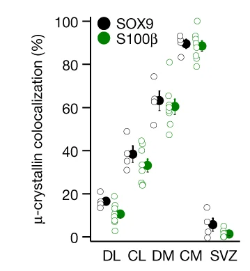 Open access visualization of Scatter Plot, Error Bars, Astrocytes, S100, SOX9