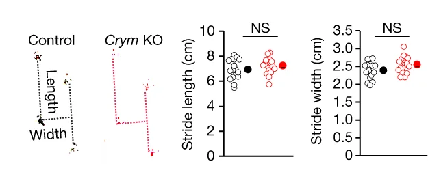 Open access visualization of Scatter Plot, Footprint Tests, Control Mice, Crym KO Mice, Two-Tailed Two-Sample T-Test