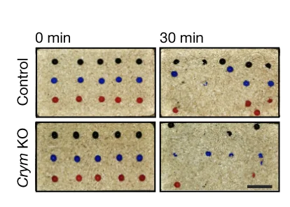 Open access visualization of Photo, Marble-Burying Tests, Control Mice, Crym KO Mice