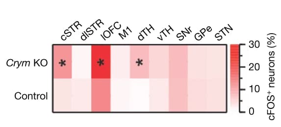 Open access visualization of Heatmap, Heat Map, cFOS Neurons, Dorsolateral Striatum, Motor Cortex 1