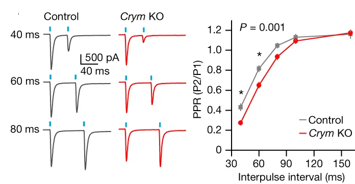 Open access visualization of Line Plot, Error Bars, Photo, Evoked EPSCs, Two-way ANOVA