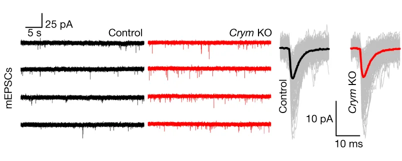 Open access visualization of Line Plot, mEPSC Traces, MSN