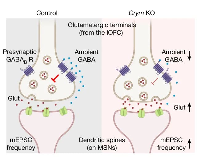 Open access visualization of Illustration, Tonic GABA Currents, GAT3 Inhibition, SNAP-5114
