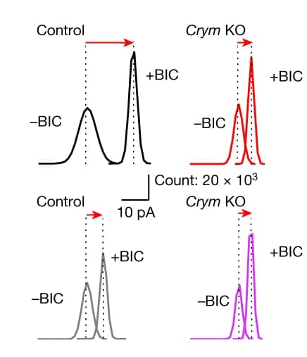 Open access visualization of Line Plot, Tonic GABA Currents, GAT3 Inhibition, SNAP-5114