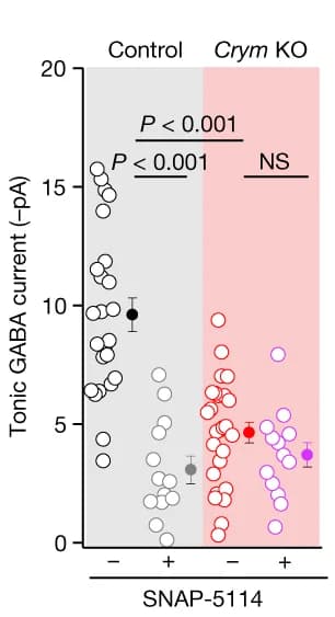Open access visualization of Scatter Plot, Error Bars, Tonic GABA Currents, Two-way ANOVA, Tukey's Post-hoc Test