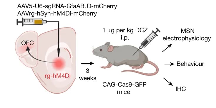 Open access visualization of Workflow, Illustration, hM4Di-mCherry, mCherry, sgRNAs