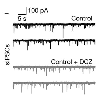 Open access visualization of Line Plot, sIPSCs, DCZ, Control, Crym KO