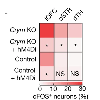 Open access visualization of Heatmap, cFOS, Neurons, lOFC, cSTR