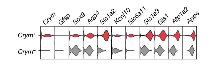 Open access visualization of Violin Plot, Astrocyte Markers, Crym + Astrocytes, Crym - Astrocytes