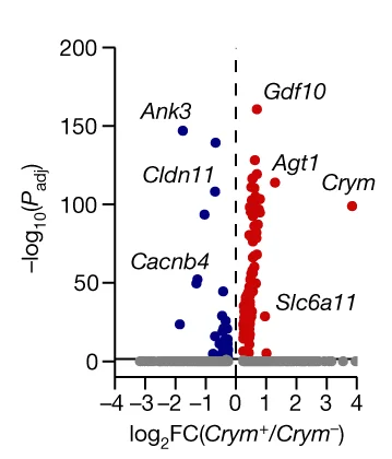Open access visualization of Scatter Plot, Differentially Expressed Genes, Crym + Astrocytes, Crym - Astrocytes, Volcano Plot