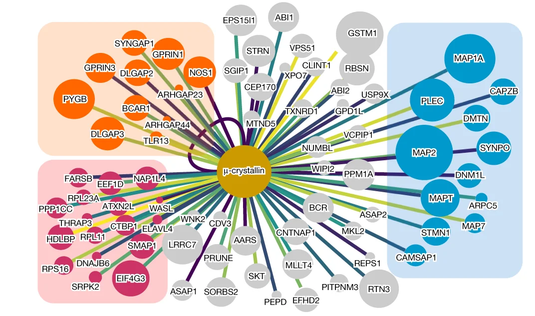 Open access visualization of Network, Pathway, µ-crystallin, Interacting Proteins, Interaction Map