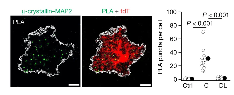 Open access visualization of Scatter Plot, Microscopy, Error Bars, PLA Puncta, µ-crystallin