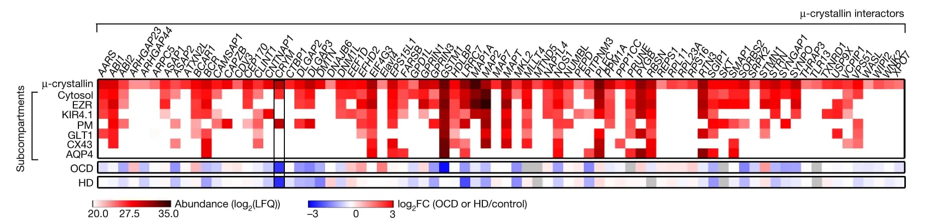 Open access visualization of Heatmap, Clustered, µ-crystallin Interactors, Astrocyte Subcompartments, Heat Map