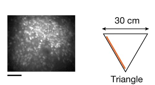 Open access visualization of Microscopy, Illustration, Maximum Intensity Projections, Subiculum Imaging