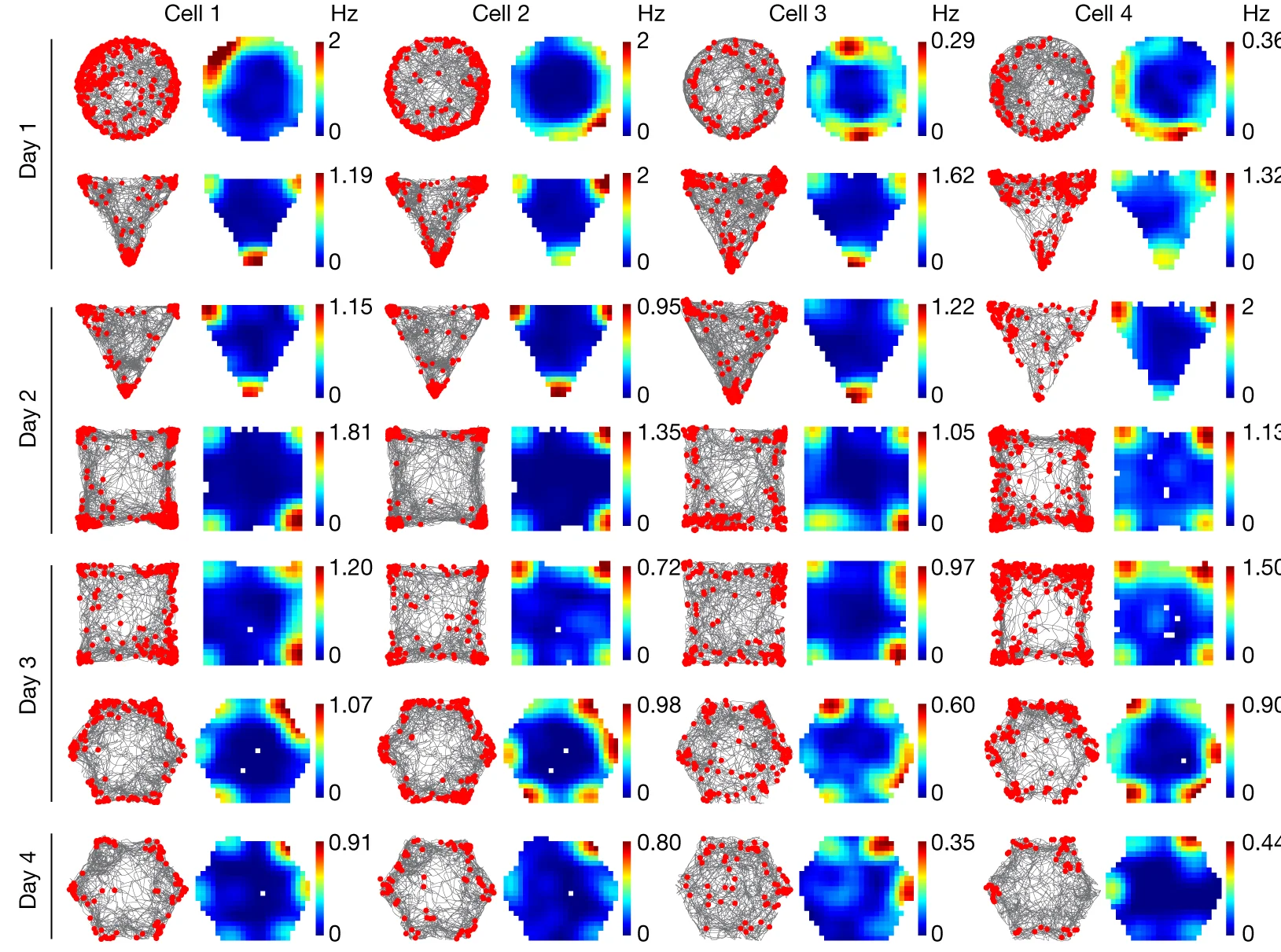 Open access visualization of Network, Heatmap, Corner Cells, Raster Plot, Spatial Rate Map