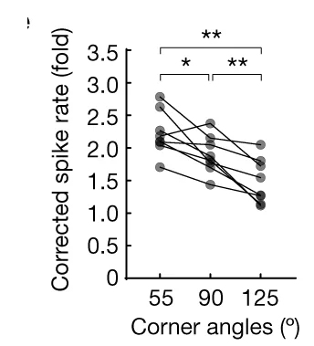 Open access visualization of Scatter Plot, Line Plot, Spike Rates, Corner Cells, Trapezoid