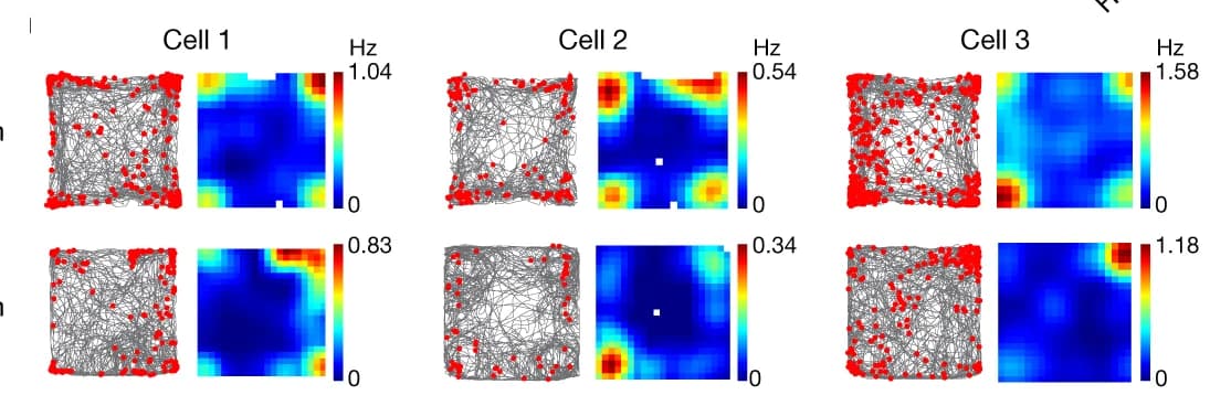 Open access visualization of Scatter Plot, Heatmap, Corner Cells, Mice