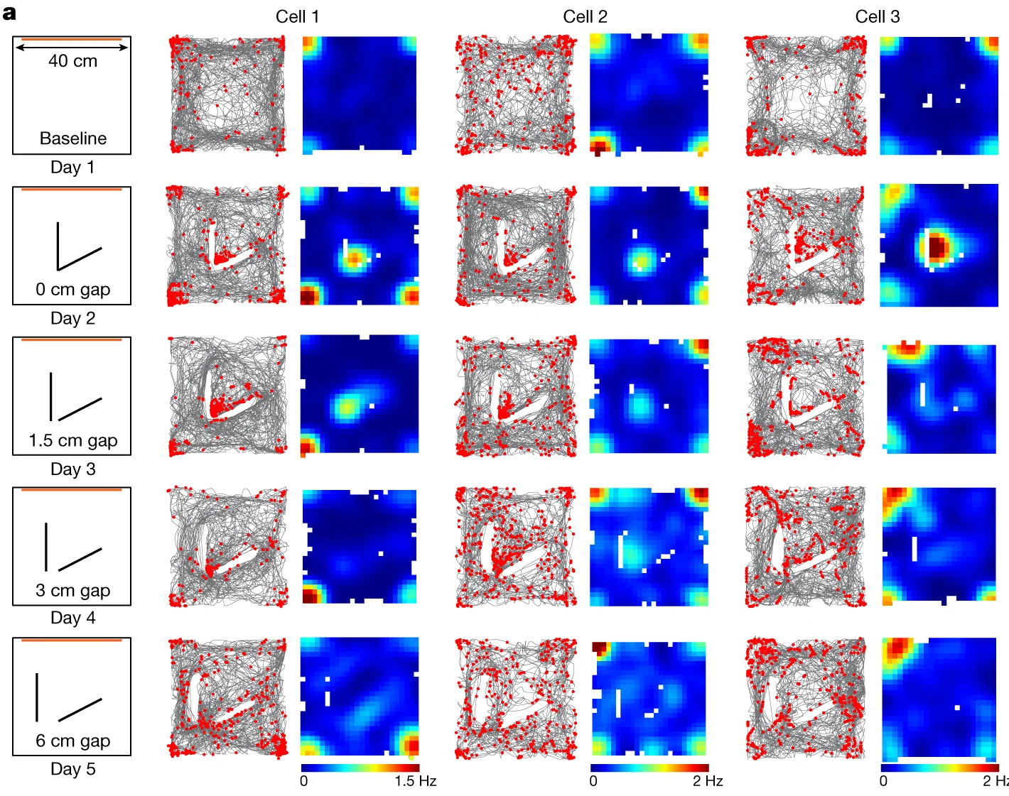 Open access visualization of Scatter Plot, Heatmap, Line Plot, Raster Plots, Rate Maps
