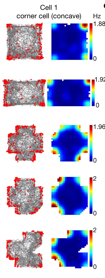 Open access visualization of Scatter Plot, Heatmap, Raster Plots, Rate Maps, Concave Corner Cell