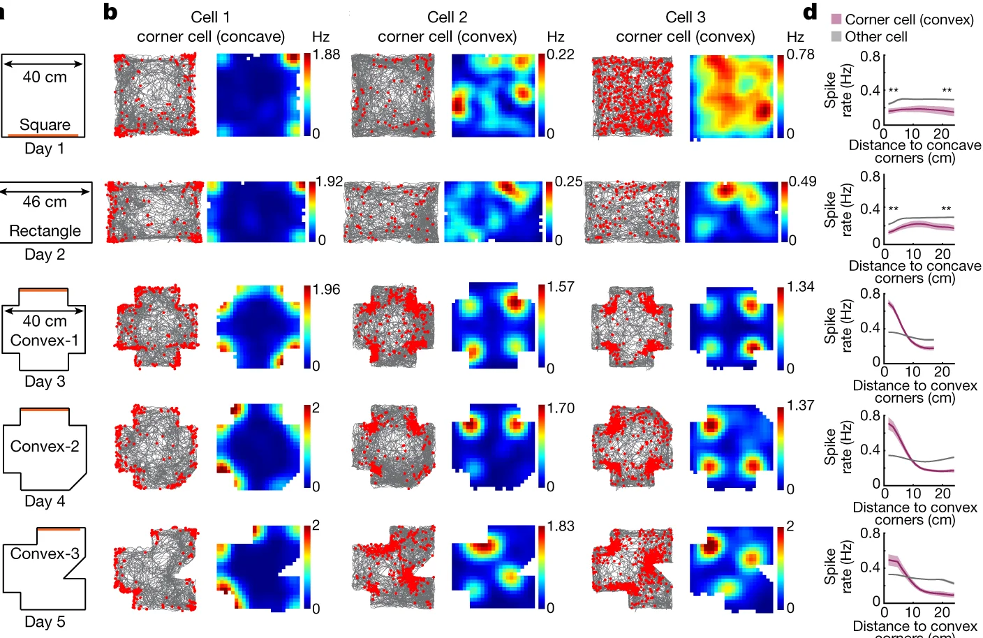 Open access visualization of Line Plot, Scatter Plot, Heatmap, Raster Plots, Rate Maps