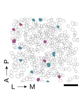 Open access visualization of Scatter Plot, Anatomical Locations, Concave Corner Cells, Convex Corner Cells, Mouse