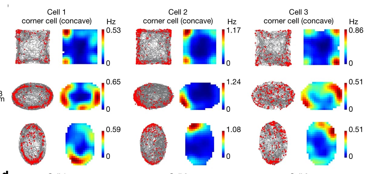 Open access visualization of Scatter Plot, Heatmap, Raster Plots, Rate Maps, Corner Cells