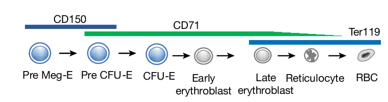 Open access visualization of Workflow, Flowchart, Cell Surface Markers, Erythropoiesis
