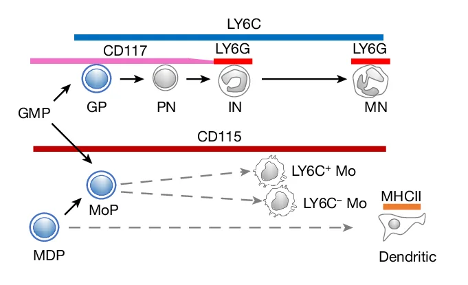 Open access visualization of Workflow, Flowchart, Illustration, Cell Surface Markers, Myelopoiesis