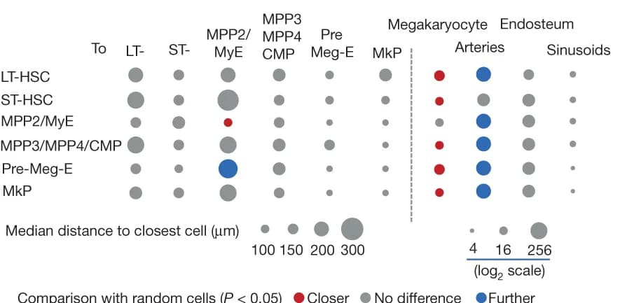 Open access visualization of Bubble Plot, LT-HSC, ST-HSC, MPP2/MyE, MPP3/MPP4/CMP