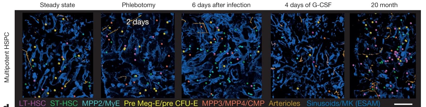 Open access visualization of Microscopy, HSPC Location, Time Points, Challenge, Maps