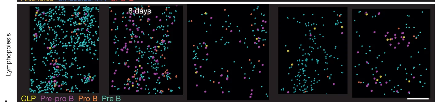 Open access visualization of Scatter Plot, Production Sites, Cellularity, Sternum Segments, Cell Distribution