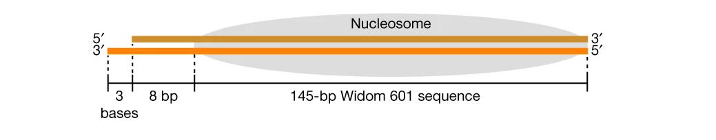 Open access visualization of Illustration, Nucleosome, DNA, dsDNA, ssDNA
