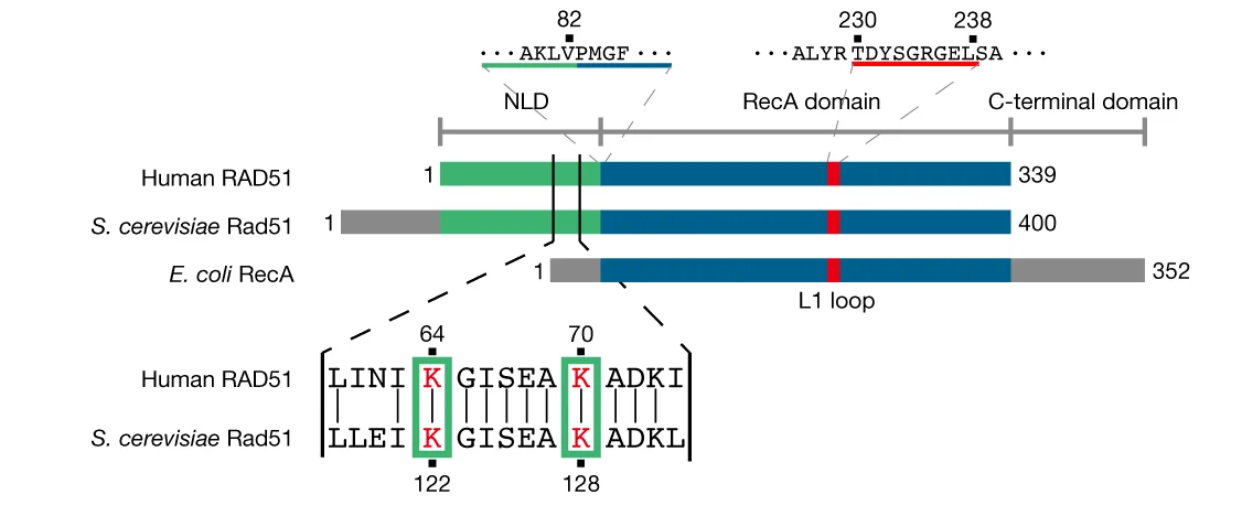 Open access visualization of Illustration, RAD51, Saccharomyces Cerevisiae, Escherichia Coli, RecA