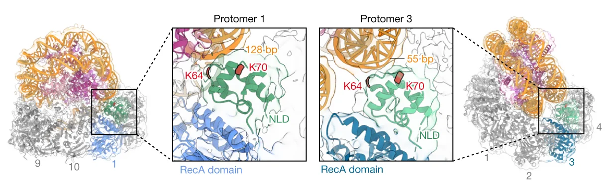 Open access visualization of Protein Structure, Chemical Structure, Cryo-EM, RAD51 Ring, Nucleosome