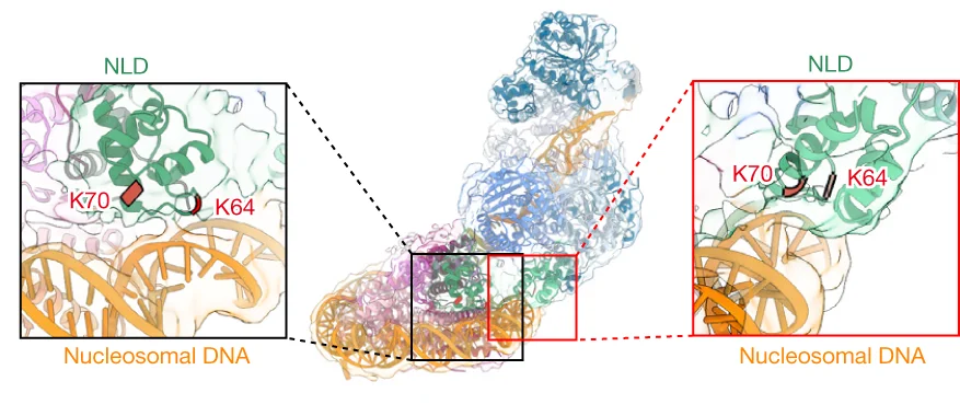 Open access visualization of Protein Structure, Chemical Structure, Cryo-EM, RAD51 Filament, Nucleosome