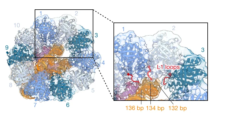 Open access visualization of Protein Structure, Cryo-EM, RAD51 Ring, Linker DNA, L1 Loops