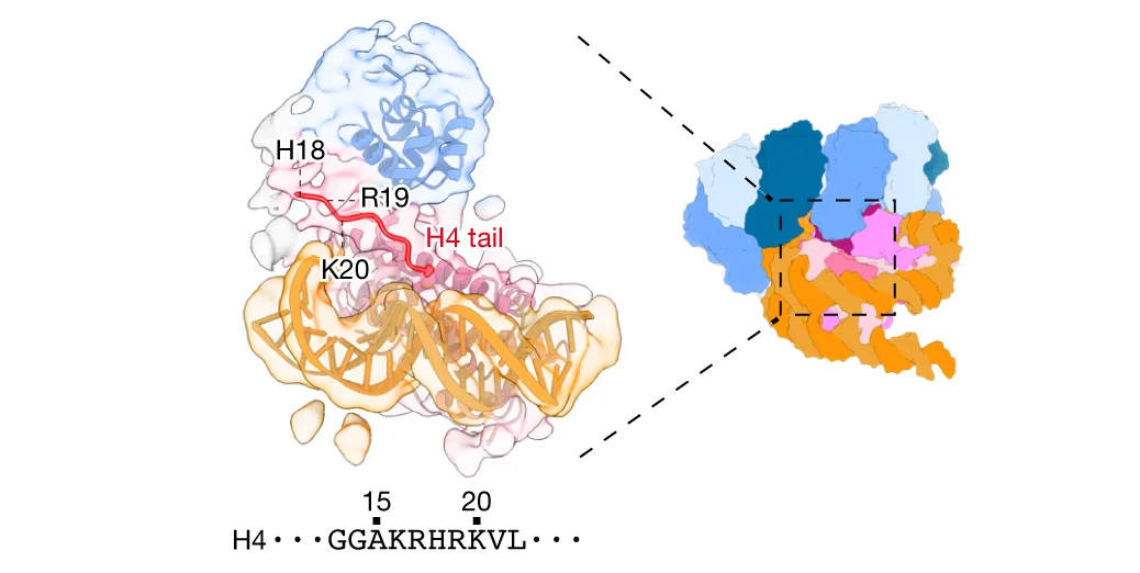 Open access visualization of Protein Structure, Chemical Structure, Cryo-EM, Histone, RAD51