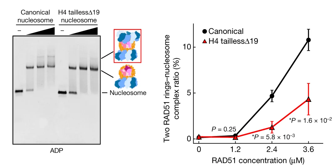 Open access visualization of Line Plot, Error Bars, Gel, Illustration, Electrophoretic Mobility Shift Assay