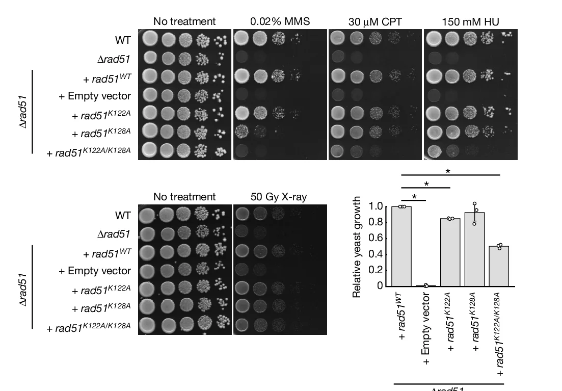 Open access visualization of Bar Plot, Photo, Spot Assay, Yeast Cells, Rad51 Mutants