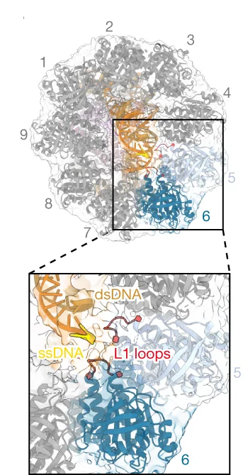 Open access visualization of Protein Structure, Chemical Structure, RAD51 Ring, Nonameric, Nucleosomal DNA