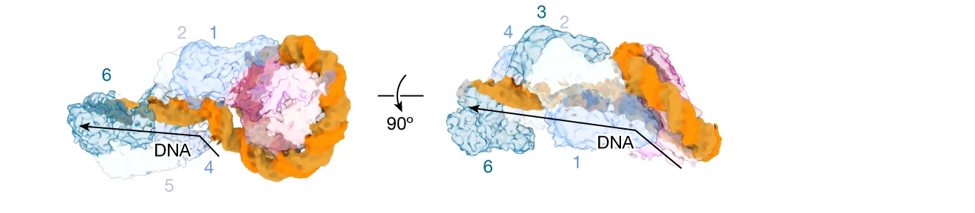 Open access visualization of Protein Structure, 3D Plot, Chemical Structure, Cryo-EM Map, RAD51