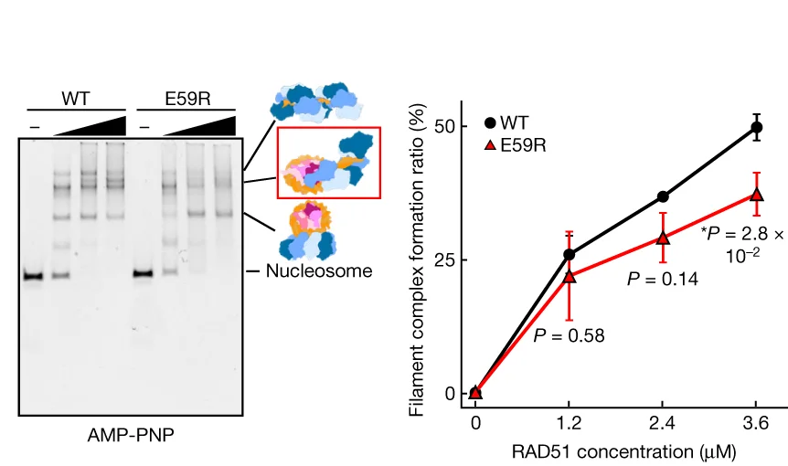 Open access visualization of Line Plot, Error Bars, Gel, Illustration, Electrophoretic Mobility Shift Assay