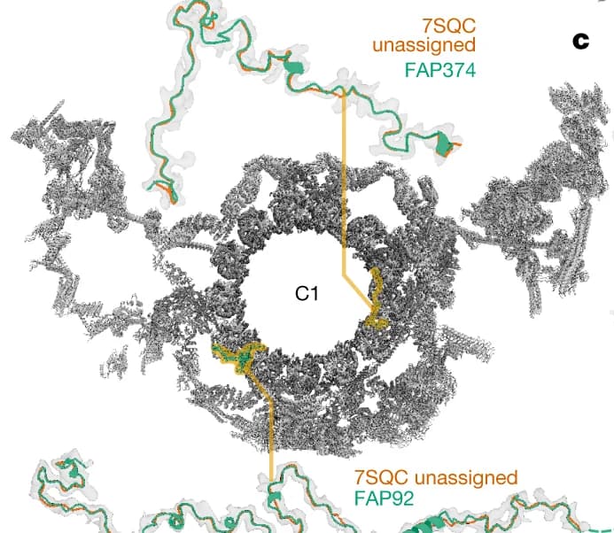 Open access visualization of Protein Structure, Atomic Model, Microtubule, Proteins, Poly(UNK) Chains