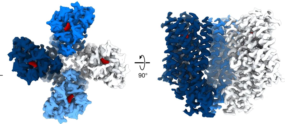 Open access visualization of Protein Structure, 3D Plot, Cryogenic Electron Microscopy, Density Map, BmGr9